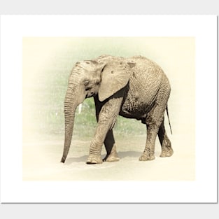 African elephant Posters and Art